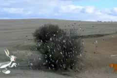 Palomas  en desbandada