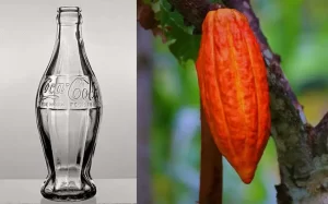 El diseño de la botella 'contour' se hizo a partir de la ilustración de una vaina de cacao (invertida) que, los diseñadores encontraron accidentalmente y que, llamó su atención. A la izquierda el diseño ganador del concurso en 1915.