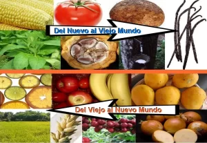 Se transfirieron desde el continente americano al Viejo Mundo cultivos tales como el maíz, el tomate, la patata, el tabaco, el cacao, el caucho y la vainilla, mientras que el Viejo Mundo envío al Nuevo cultivo que en este adquirieron gran importancia, y que aparte del ganado, fueron cultivos como los cítricos, la manzana, el plátano, el mango, el arroz, el trigo, el café y la cebolla.