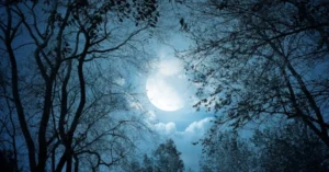 El suave resplandor de la Luna atraviesa el follaje, creando un juego de luces y sombras que genera un patrón moteado sobre el suelo, conocido ópticamente como un efecto "bokeh" natural