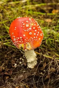 La Amanita Muscaria, también conocida como Falsa Oronja (puede confundirse con la oronja cuando el sombrero está anaranjado por la edad), no es comestible. En dosis muy altas, tiene un gran efecto neurotóxico, mientras que si está seca su potencial alucinógeno es mucho más alto. En grandes cantidades puede inducir al coma.