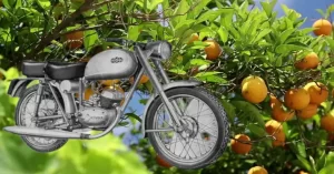 MYMSA compraba naranjas en gran cantidad y la exportaba, de forma que podía importar el utillaje y materiales que necesitaba para fabricar sus motos.
