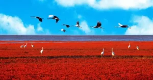 La Playa Roja, el mayor humedal del mundo atrae aves exóticas. En ella habitan más de 233 especies de aves entre las que destacan las grullas rojo-coronadas, gaviotas y golondrinas marinas de pico negro, entre otras.