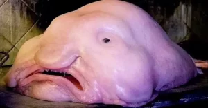 Es el pez favorito de Internet, un 'ligón' de las profundidades marinas, algo que posee un físico no realmente atractivo. Es el 'pez Borrón', un gordete perezoso relativamente novedoso para la ciencia, ya que ha sido descubierto hace poco tiempo.