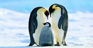 Familia de pingüinos emperadores que son los pingüinos más grandes del mundo.