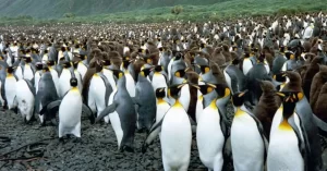 Cuando algún buque se aproxima a su playa, los pingüinos Emperador se concentran a millares para observar a los forasteros. Es una ave muy curiosa.