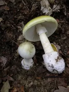 La Amanita Phalloides, también conocida como Oronja Verde, es la seta más peligrosa, responsable de más del 90% de los envenenamientos mortales.