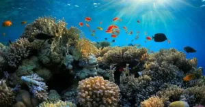 El sol realza los colores de los corales y de la mayor parte de las especies que se refugian y alimentan en los arrecifes, generando uno de los espectáculos más atractivos del planeta.