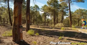 El pino resinero es el principal productor de resina para la elaboración de pegamentos. Alcanza los 40 m de altura y sus piñas, cónicas, son las más grandes de los pinos ibéricos.