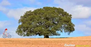 La encina es un árbol que puede alcanzar de 16 a 30 metros de altura en su madurez. Puede llegar a vivir hasta 700 años. En algunas ocasiones la encina permanece en estado arbustivo por las condiciones climáticas o del lugar en el que crece.