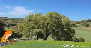 El quejigo, (semejante a la encina), es una especie de árbol de tamaño medio de hasta 20 m de altura. Especie autóctona del bosque mediterráneo, florece entre abril y mayo, casi siempre antes que la encina.