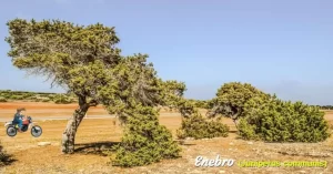 El enebro común puede alcanzar los 15 m de altura, si bien a menudo aparece como un arbusto grande y ramoso. Es una especie austera, adaptada al clima continental extremo, de inviernos fríos y veranos secos, que en nuestro territorio aparece sobre todo en zonas de montaña. Se adapta a cualquier tipo de suelo, incluso a los pobres y pedregosos.