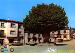 En casi todos los pueblos de Castilla había un olmo o una olma en la plaza, y a su alrededor se tomaban muchas decisiones comunales. Pero la grafiosis (un hongo que los ataca) acabó con casi todos ellos. En la imagen el que en el pueblo llamaban el álamo (realmente es una olma) de la villa de Rascafría (Madrid). Esta Olma (de cerca de 400 años, muy enferma de grafiosis) fue sustituida por un árbol joven. Además, sus raíces estaban afectando a las casas de la plaza.