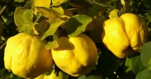 A El Veranillo de San Miguel también se le conoce como Veranillo del Membrillo ya que esta fruta se recoge estos días.