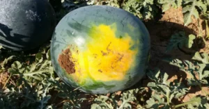 La mejor forma de elegir una sandía madura y dulce es fijarte en señales externas muy concretas que predicen cómo estará por dentro. La evidencia más consistente entre expertos y agricultores es la mancha amarilla. La mancha amarilla en la cáscara de la sandía, también conocida como mancha de suelo, es una señal de madurez: indica que la fruta ha madurado al sol en el campo. Un tono amarillo cremoso o intenso señala que está lista y dulce. Si la mancha es blanca o verdosa, la sandía fue recolectada antes de tiempo.