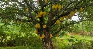 Su árbol, de hoja perenne, puede alcanzar una altura máxima de 27 metros.